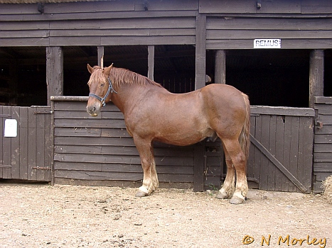 2003 East Anglian Run