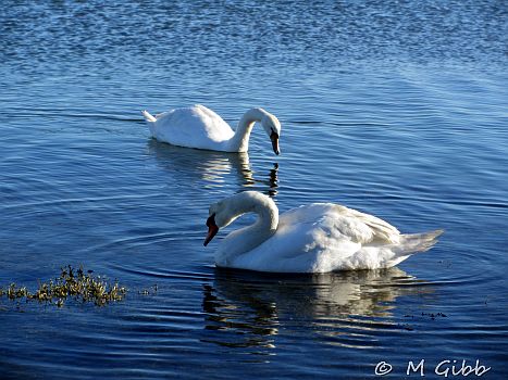 EACC Mince Pie Run, 2026